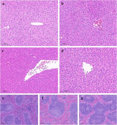 Comparison of the difference in the anti-inflammatory activity of two different color types of Farfarae Flos based on in vitro, in vivo experiments and untargeted metabolomics